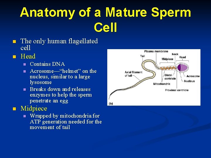 Anatomy of a Mature Sperm Cell n n The only human flagellated cell Head