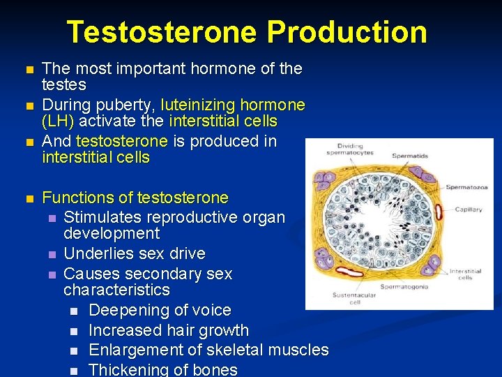 Testosterone Production n n The most important hormone of the testes During puberty, luteinizing