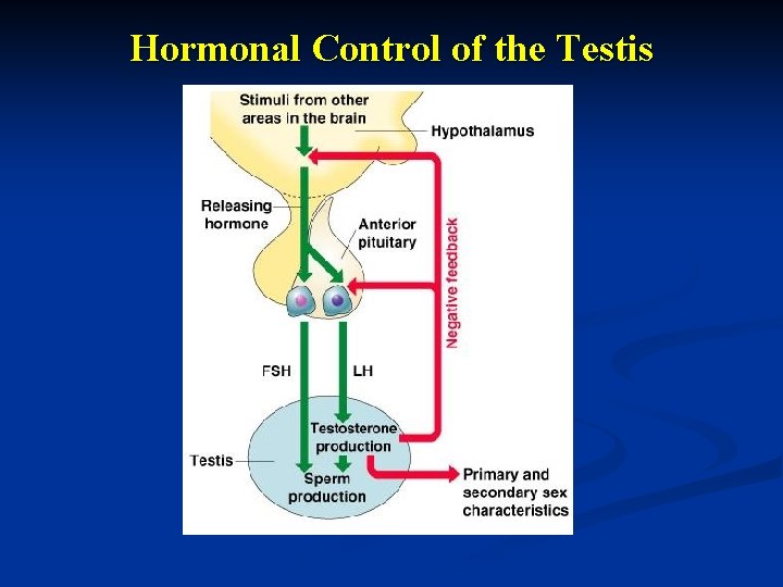 Hormonal Control of the Testis 