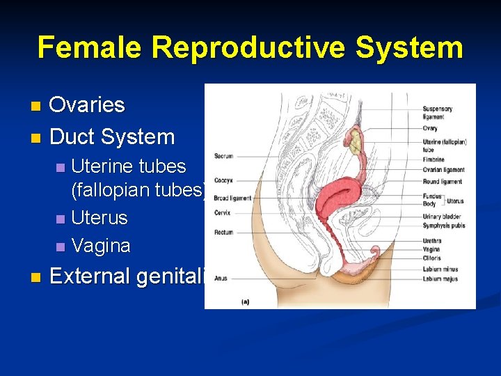 Female Reproductive System Ovaries n Duct System n Uterine tubes (fallopian tubes) n Uterus