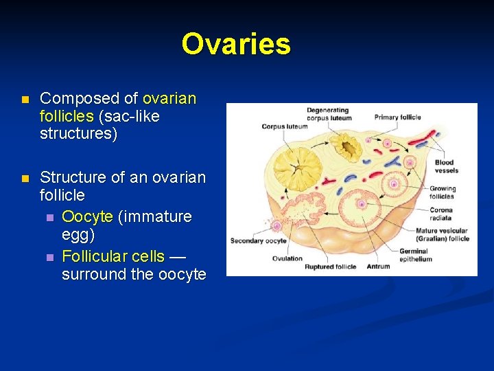 Ovaries n Composed of ovarian follicles (sac-like structures) n Structure of an ovarian follicle