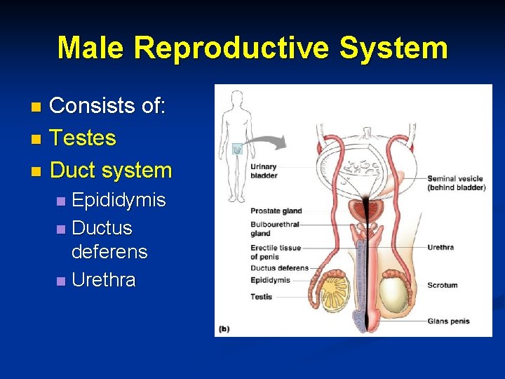 Male Reproductive System Consists of: n Testes n Duct system n Epididymis n Ductus