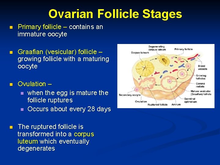Ovarian Follicle Stages n Primary follicle – contains an immature oocyte n Graafian (vesicular)
