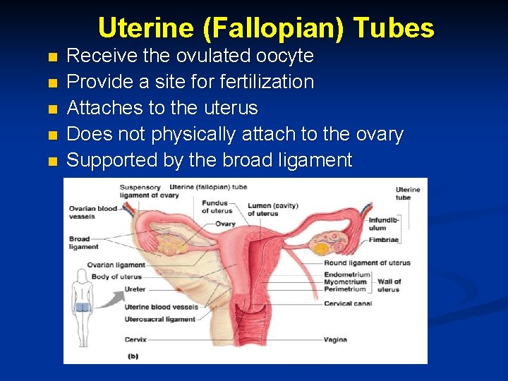 Uterine (Fallopian) Tubes n n n Receive the ovulated oocyte Provide a site for