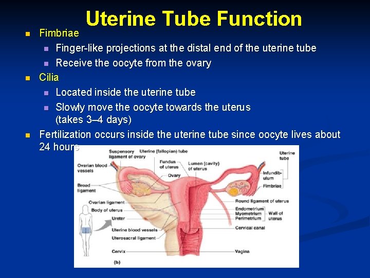 n n n Uterine Tube Function Fimbriae n Finger-like projections at the distal end