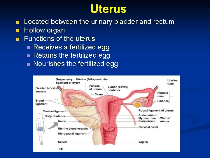 Uterus n n n Located between the urinary bladder and rectum Hollow organ Functions