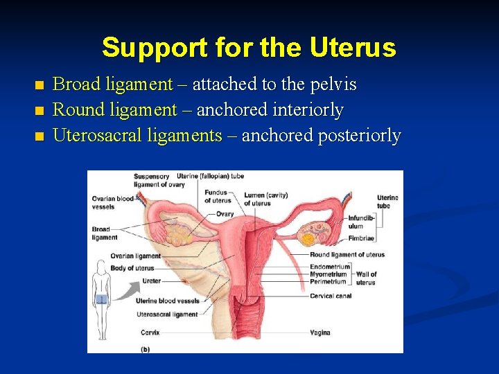 Support for the Uterus n n n Broad ligament – attached to the pelvis