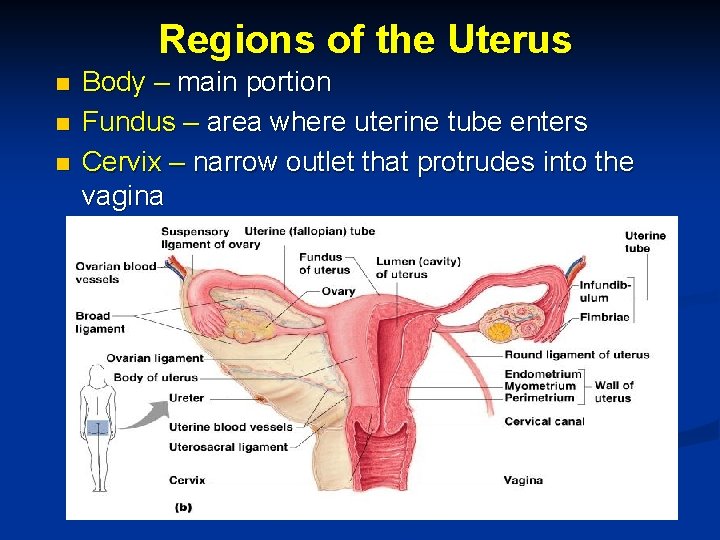 Regions of the Uterus n n n Body – main portion Fundus – area