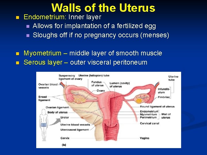 Walls of the Uterus n Endometrium: Inner layer n Allows for implantation of a