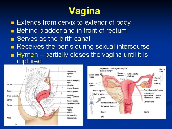 Vagina n n n Extends from cervix to exterior of body Behind bladder and