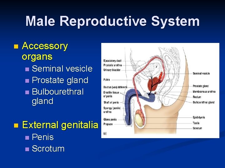 Male Reproductive System n Accessory organs Seminal vesicle n Prostate gland n Bulbourethral gland