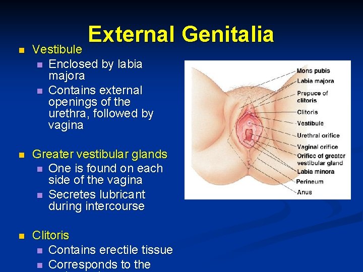 n External Genitalia Vestibule n Enclosed by labia majora n Contains external openings of