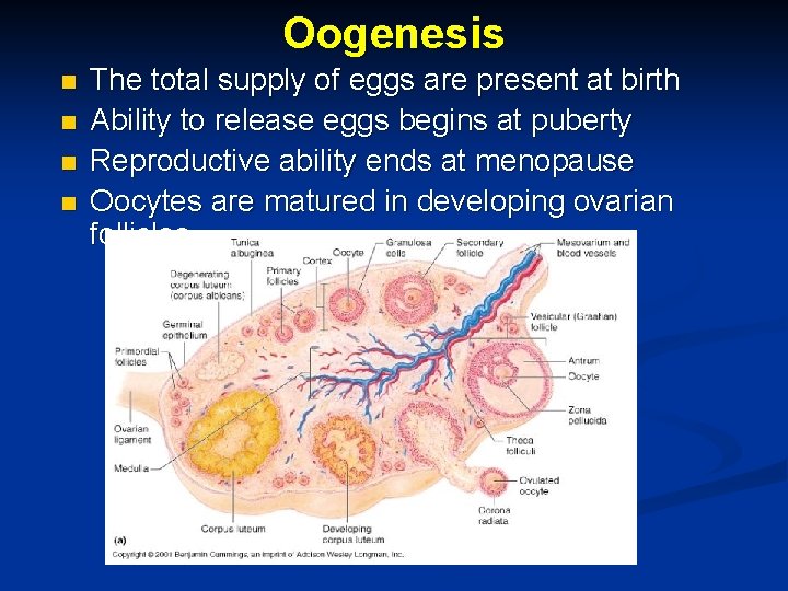 Oogenesis n n The total supply of eggs are present at birth Ability to