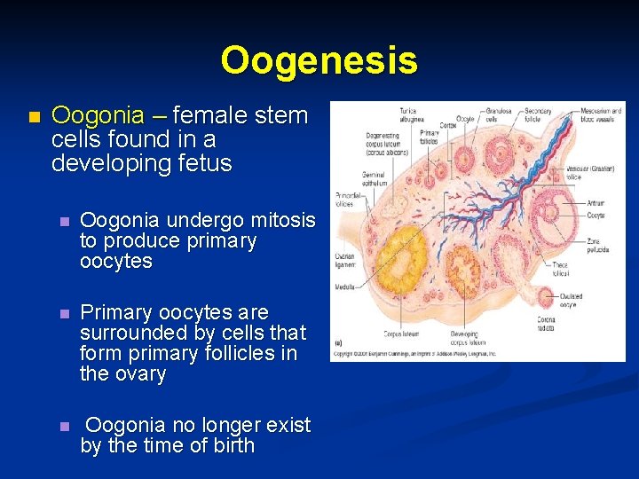 Oogenesis n Oogonia – female stem cells found in a developing fetus n Oogonia