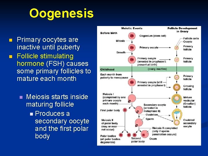 Oogenesis n n Primary oocytes are inactive until puberty Follicle stimulating hormone (FSH) causes