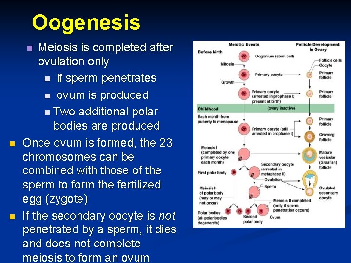 Oogenesis Meiosis is completed after ovulation only n if sperm penetrates n ovum is