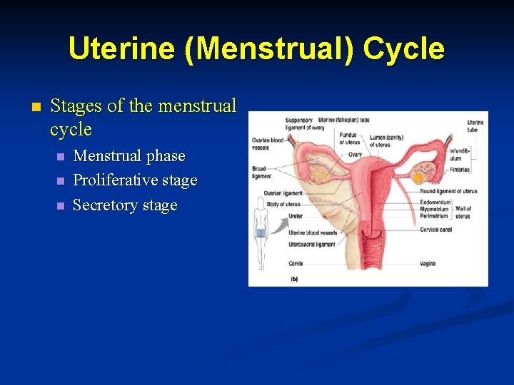 Uterine (Menstrual) Cycle n Stages of the menstrual cycle n n n Menstrual phase