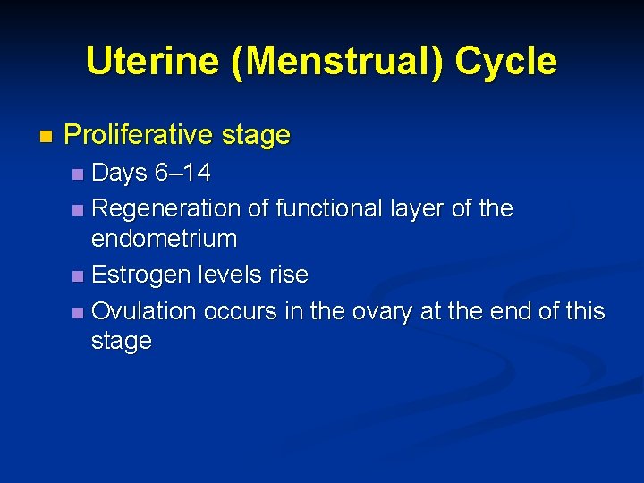 Uterine (Menstrual) Cycle n Proliferative stage Days 6– 14 n Regeneration of functional layer