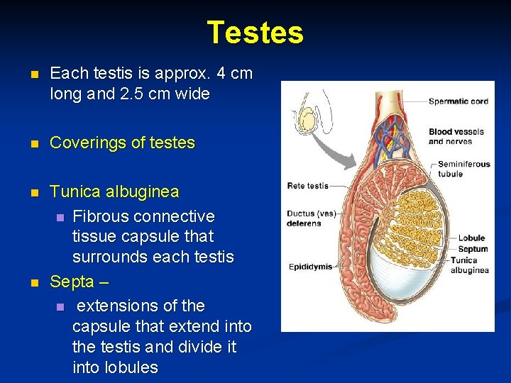 Testes n Each testis is approx. 4 cm long and 2. 5 cm wide
