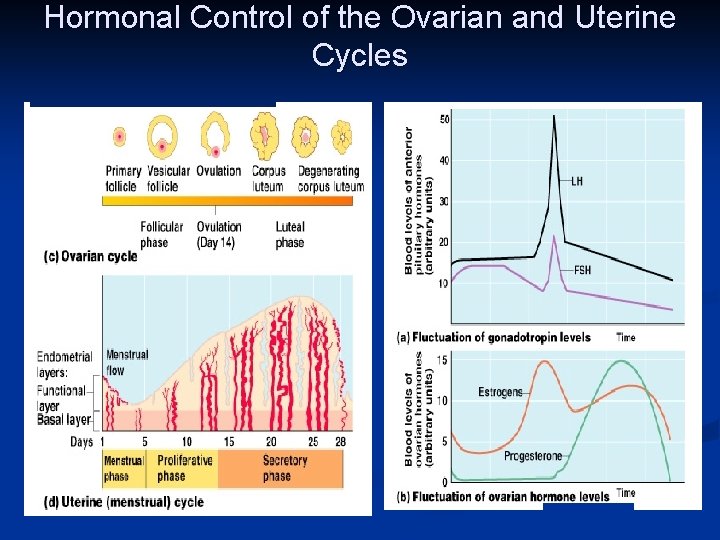 Hormonal Control of the Ovarian and Uterine Cycles 