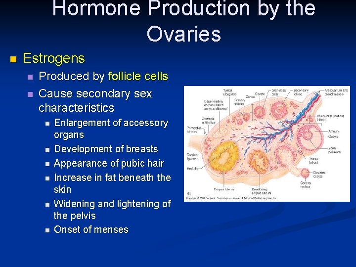 Hormone Production by the Ovaries n Estrogens n n Produced by follicle cells Cause