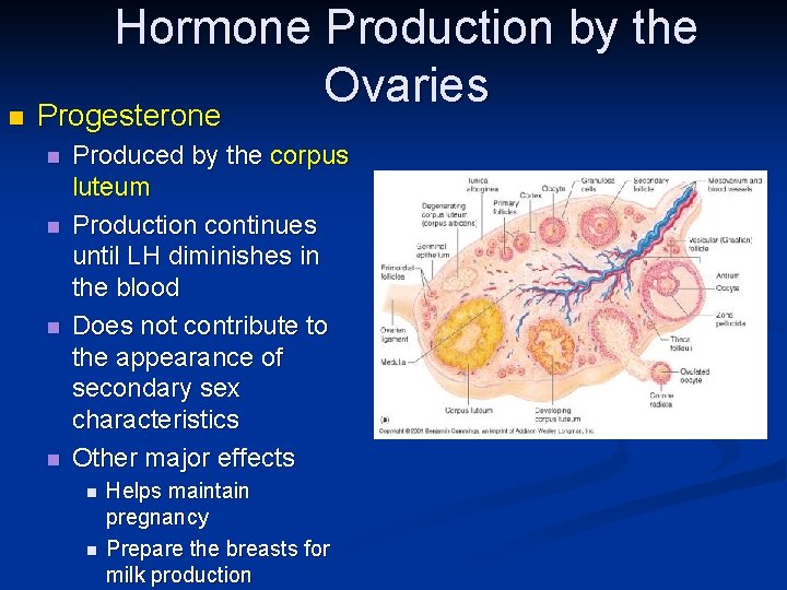 Hormone Production by the Ovaries n Progesterone n n Produced by the corpus luteum