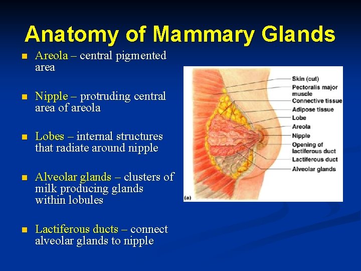 Anatomy of Mammary Glands n Areola – central pigmented area n Nipple – protruding