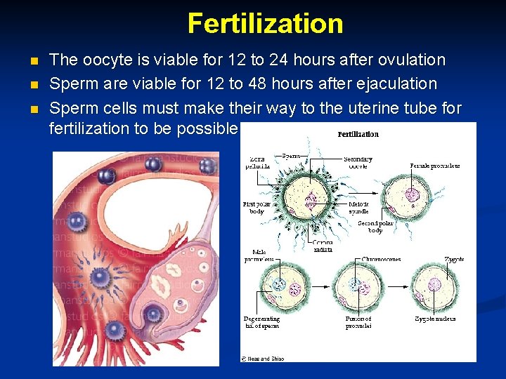 Fertilization n The oocyte is viable for 12 to 24 hours after ovulation Sperm