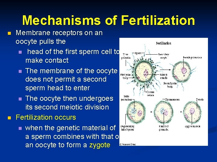 Mechanisms of Fertilization n n Membrane receptors on an oocyte pulls the n head