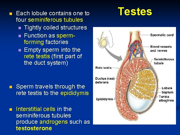 n Each lobule contains one to four seminiferous tubules n Tightly coiled structures n