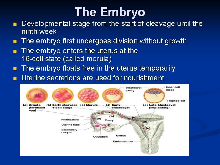 The Embryo n n n Developmental stage from the start of cleavage until the