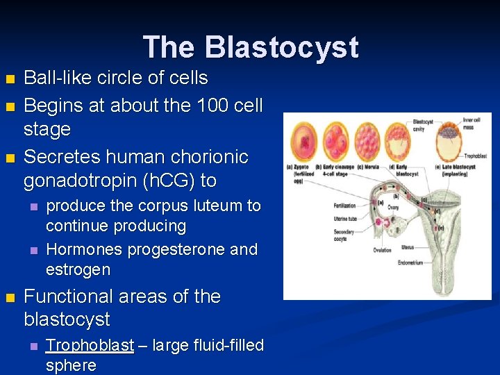 The Blastocyst n n n Ball-like circle of cells Begins at about the 100