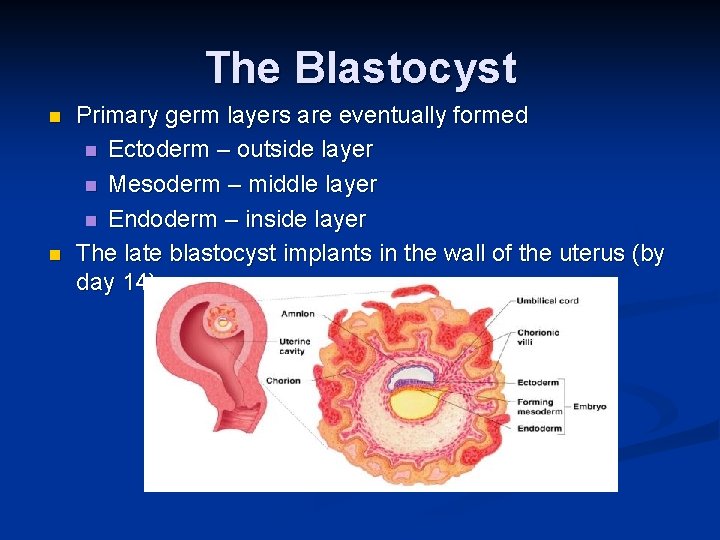 The Blastocyst n n Primary germ layers are eventually formed n Ectoderm – outside