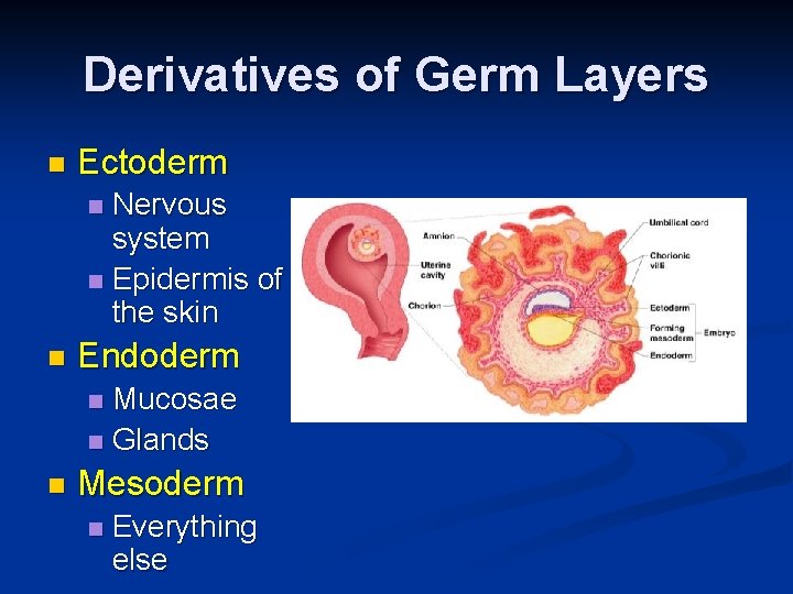 Derivatives of Germ Layers n Ectoderm Nervous system n Epidermis of the skin n