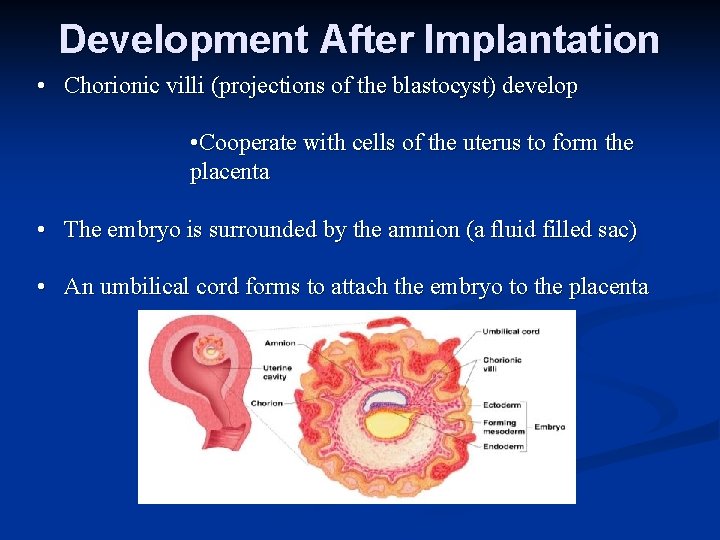 Development After Implantation • Chorionic villi (projections of the blastocyst) develop • Cooperate with