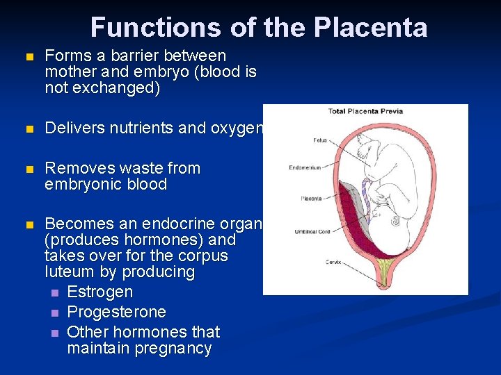 Functions of the Placenta n Forms a barrier between mother and embryo (blood is