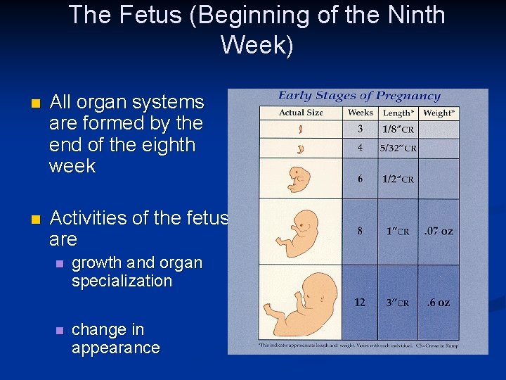 The Fetus (Beginning of the Ninth Week) n All organ systems are formed by