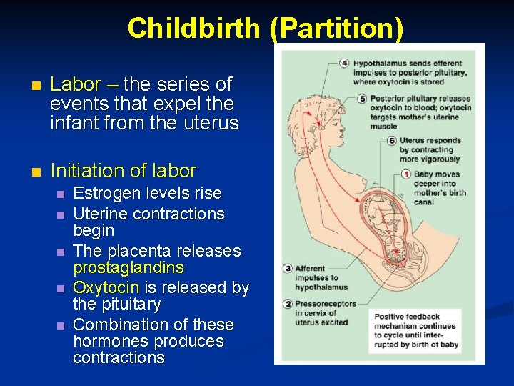 Childbirth (Partition) n Labor – the series of events that expel the infant from