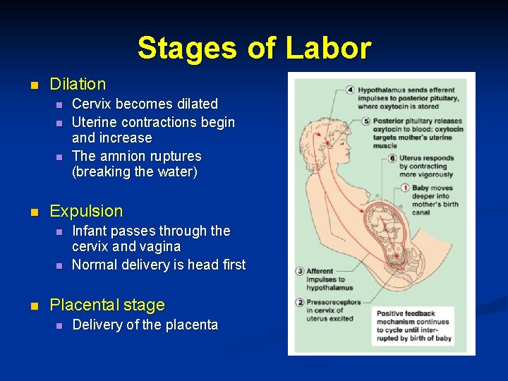 Stages of Labor n Dilation n n Expulsion n Cervix becomes dilated Uterine contractions