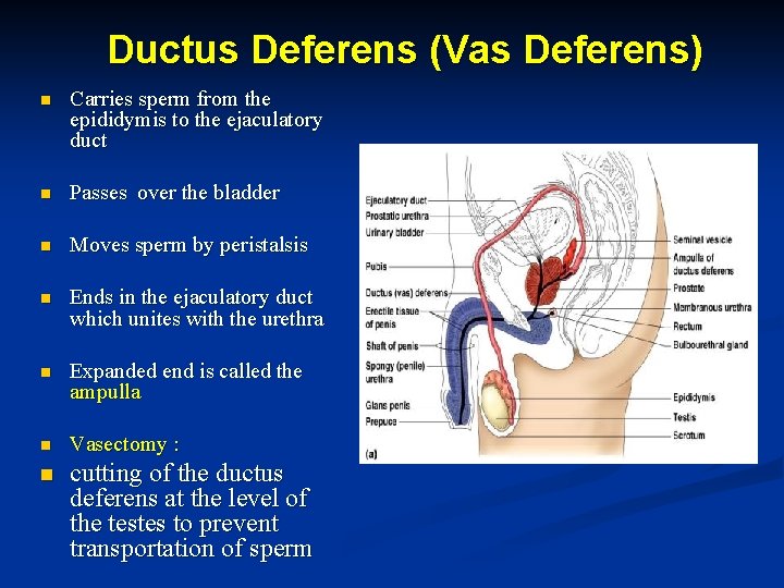 Ductus Deferens (Vas Deferens) n Carries sperm from the epididymis to the ejaculatory duct