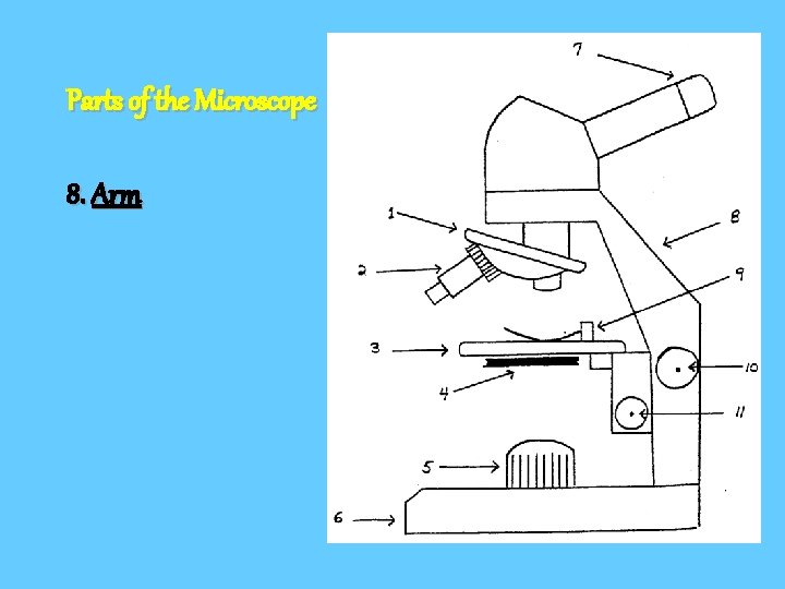 Parts of the Microscope 8. Arm 