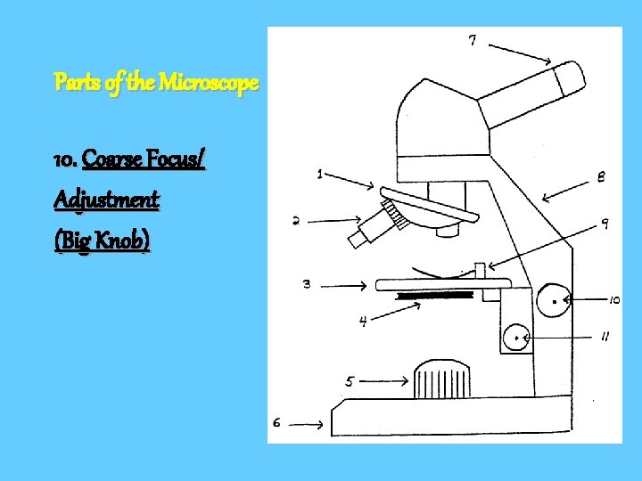 Parts of the Microscope 10. Coarse Focus/ Adjustment (Big Knob) 