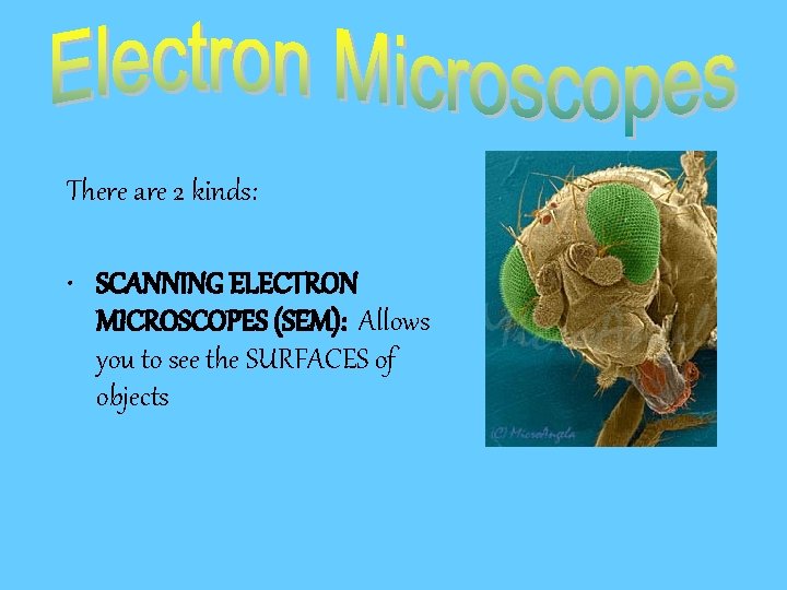 There are 2 kinds: • SCANNING ELECTRON MICROSCOPES (SEM): Allows you to see the