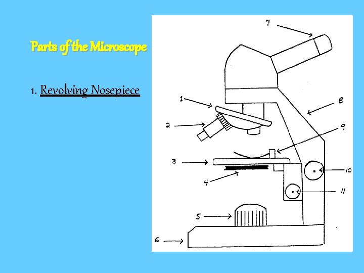 Parts of the Microscope 1. Revolving Nosepiece 