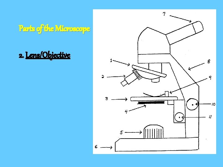 Parts of the Microscope 2. Lens/Objective 