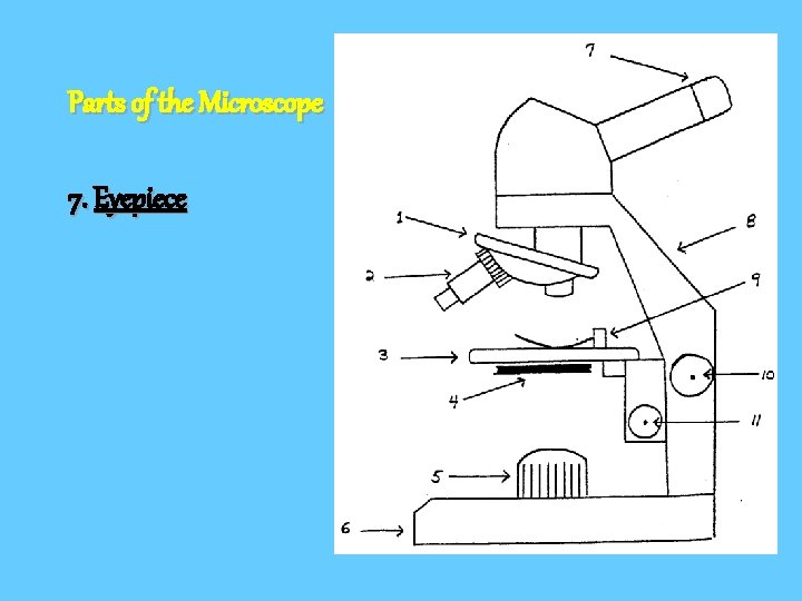 Parts of the Microscope 7. Eyepiece 