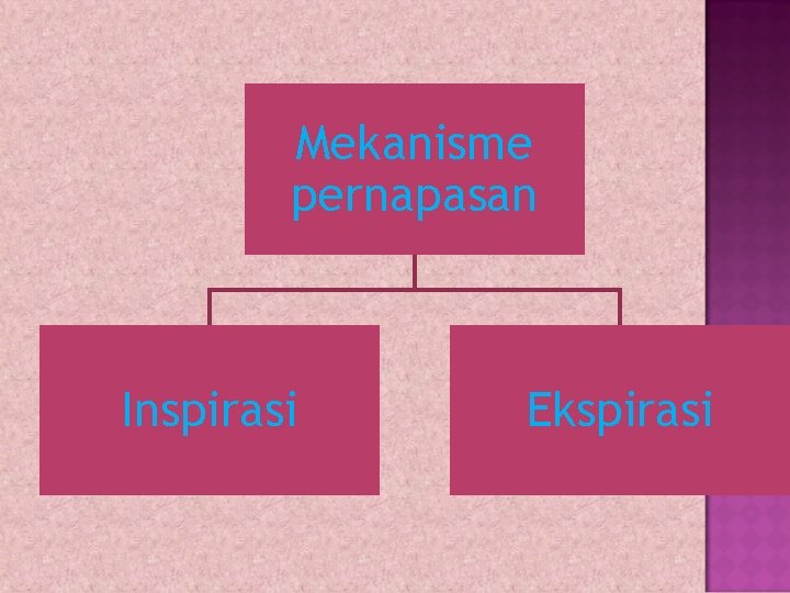 Mekanisme pernapasan Inspirasi Ekspirasi 