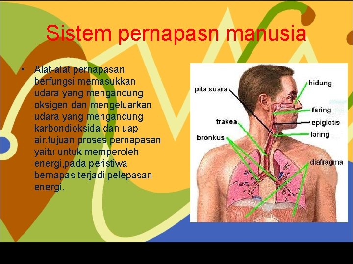 Sistem pernapasn manusia • Alat-alat pernapasan berfungsi memasukkan udara yang mengandung oksigen dan mengeluarkan