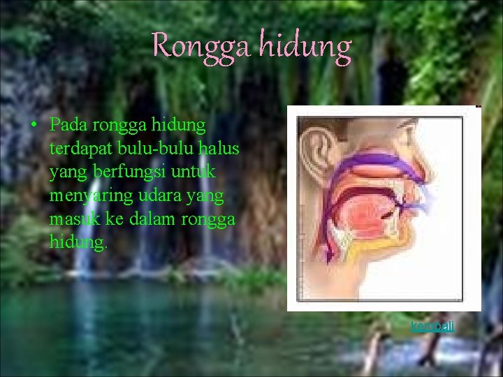 Rongga hidung • Pada rongga hidung terdapat bulu-bulu halus yang berfungsi untuk menyaring udara