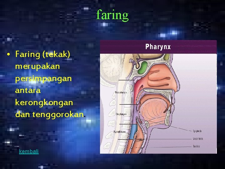 faring • Faring (tekak) merupakan persimpangan antara kerongkongan dan tenggorokan. kembali 